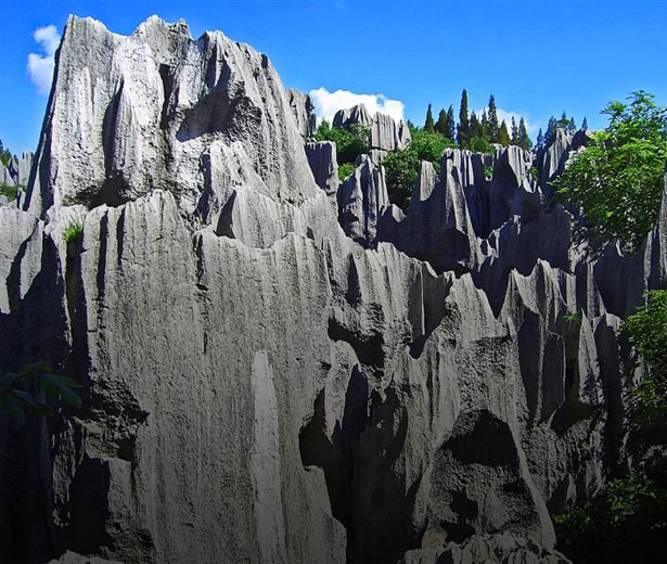 stone forest