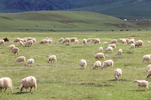 Ruoergai Grand Prairie
