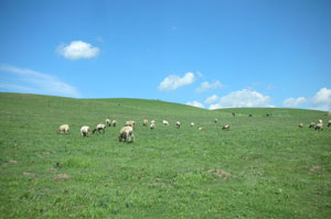 Sankoh-Grassland